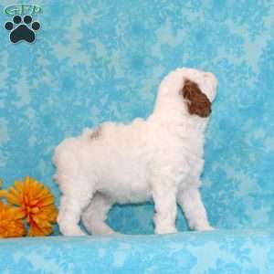 Fudge Swirl, Cavapoo Puppy